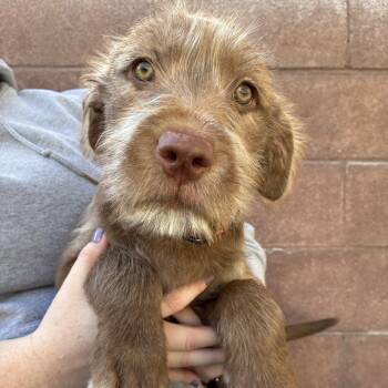 Reba -  Pit Bull Terrier Dog for Adoption in Las Vegas, Nevada - Reba | PetCurious