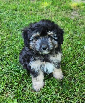 Aussiedoodle Dogs Available for Adoption in Liberty Center, Ohio - Froggy | PetCurious