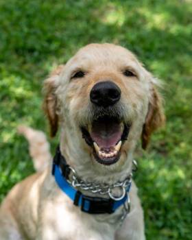 Goldendoodle Dogs Available for Adoption in Garland, Texas - Archie Bird | PetCurious