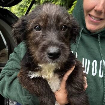 Schnauzer and Poodle Dogs Available for Adoption in Stormville, New York - NY Louie Avail May 30 (Wabeeka Campground Copake NY) | PetCurious