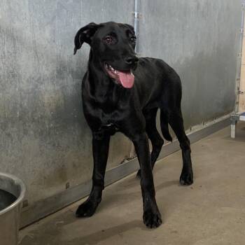 Mauricio -  Labrador Retriever and Mixed Breed Dog for Adoption in Edinburg, Texas - Mauricio | PetCurious