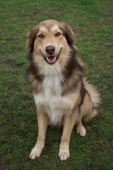 Rescue Australian Shepherd Dogs for Adoption in Kiowa, Oklahoma - Sozu | PetCurious