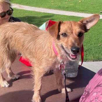 Rescue Terrier and Dachshund Dogs for Adoption in Oceanside, California - Saffron | PetCurious
