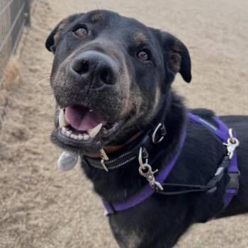 Black Labrador Retriever and Jindo Dogs Available for Adoption in Danvers, Massachusetts - Robin | PetCurious