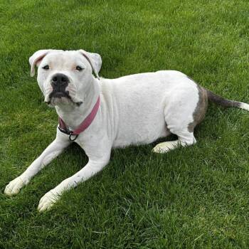 English Bulldog and American Staffordshire Terrier Dogs Available for Adoption in West Richland, Washington - Mama Maven Biscuits | PetCurious