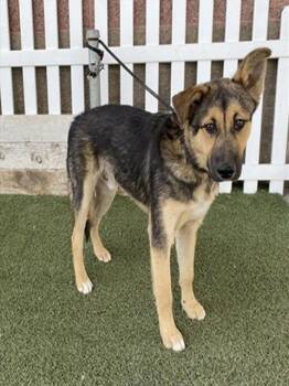 German Shepherd Dog Dogs Available for Adoption in Modesto, California - A609194 | PetCurious