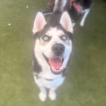 Camacho -  Husky Dog for Adoption in Philadelphia, Pennsylvania - Camacho | PetCurious