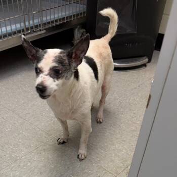 Antonio 26-06-203 -  Chihuahua Dog for Adoption in Bastrop, Texas - Antonio 26-06-203 | PetCurious