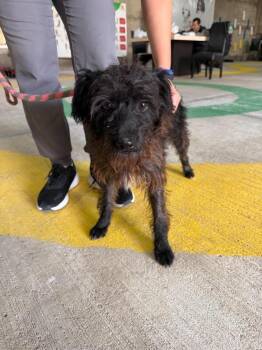 Ushi -  Terrier Dog for Adoption in Gig Harbor, Washington - Ushi | PetCurious