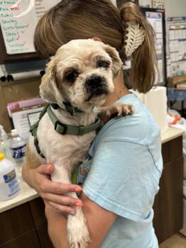 Sargeant -  Shih Tzu Dog for Adoption in Ellicott City, Maryland - Sargeant | PetCurious