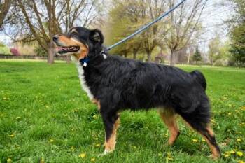 Australian Shepherd and Mixed Breed Dogs Available for Adoption in Yakima, Washington - Ken | PetCurious