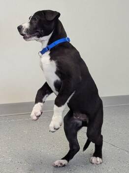 Badger -  Mixed Breed Dog for Adoption in Yankton, South Dakota - Badger | PetCurious