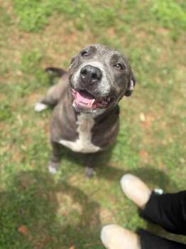 Laney -  Mixed Breed Dog Available for Adoption - Laney | PetCurious
