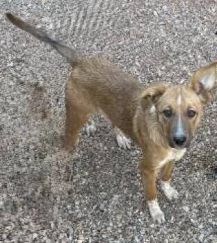 Zara (Deuce) (Pink) -  Mixed Breed Dog Available for Adoption in Hot Springs, South Dakota - Zara (Deuce) (Pink) | PetCurious
