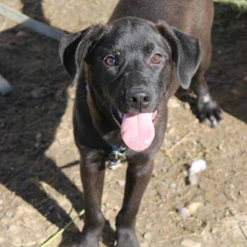 Rescue Labrador Retriever Dogs for Adoption in Manchester, New Hampshire - Smartie In NH! Come Meet Our Adoptable Dogs! More Info In Bio | PetCurious