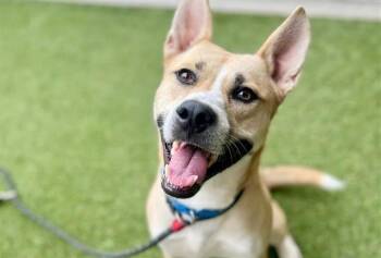 Rescue Basenji and Mixed Breed Dogs for Adoption in Brentwood, Missouri - KHAN | PetCurious