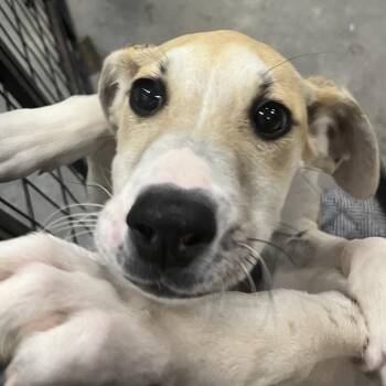 Makenzie -  Hound Dog for Adoption in Birmingham, Alabama - Makenzie | PetCurious