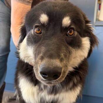 Husky Dogs Available for Adoption - Dolly | PetCurious
