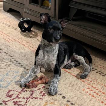 Bleu (female puppy) -  Australian Cattle Dog Blue Heeler and Pit Bull Terrier Dog for Adoption in Carrollton, Texas - Bleu (female Puppy) | PetCurious