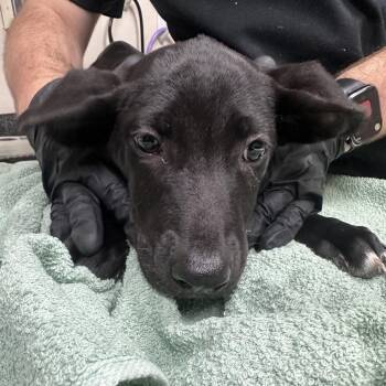Lampshade -  Shepherd and Mixed Breed Dog for Adoption in Lakeland, Florida - Lampshade | PetCurious