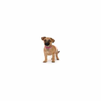 Pretzel -  Mixed Breed Dog for Adoption in Los Angeles, California - Pretzel | PetCurious