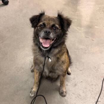 Baby Girl -  Pug and Mixed Breed Dog for Adoption in Tampa, Florida - Baby Girl | PetCurious