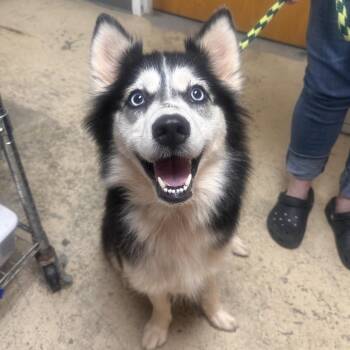 Sadie -  Husky Dog for Adoption in Canton, Illinois - Sadie | PetCurious