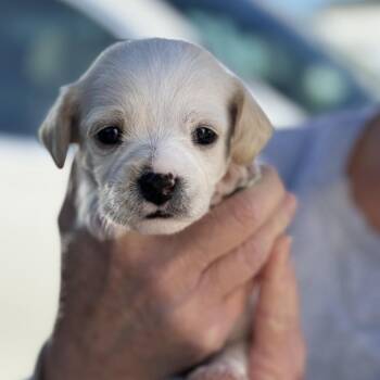 Poodle Dogs Available for Adoption - Cloud | PetCurious
