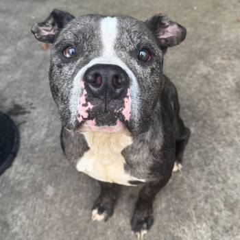 Rescue Pit Bull Terrier Dogs for Adoption in Northbrook, Illinois - Sugar Faced Trevor | PetCurious