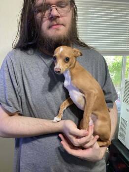 Evan -  Chihuahua Dog for Adoption in Aurora, Colorado - Evan | PetCurious