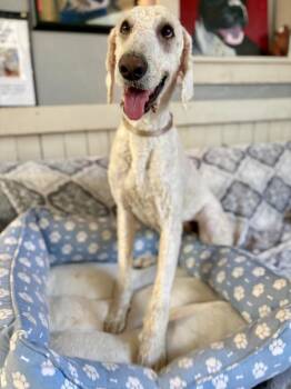 Poodle Dogs Available for Adoption in Fort Worth, Texas - Peter | PetCurious