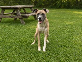 Splash -  Mixed Breed Dog for Adoption in Orangeburg, South Carolina - Splash | PetCurious