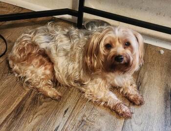 Stella -  Yorkshire Terrier Dog for Adoption in Walnutport, Pennsylvania - Stella | PetCurious