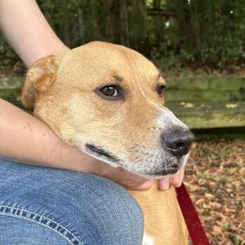 Chase -  Pug and Mixed Breed Dog for Adoption in South Elgin, Illinois - Chase | PetCurious
