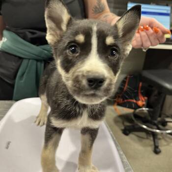 Catahoula Leopard Dog and Husky Dogs Available for Adoption in Tampa, Florida - Belle | PetCurious
