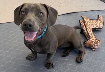 Blue -  Pit Bull Terrier and Dachshund Dog for Adoption in San Diego, California - Blue | PetCurious