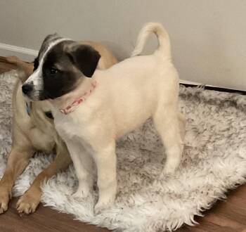 Mixed Breed Dogs Available for Adoption - Lucy - In New England  | PetCurious