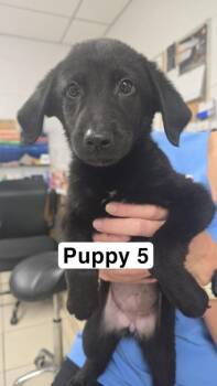 Hee-Hee -  Labrador Retriever and Mixed Breed Dog for Adoption in Largo, Florida - Hee-Hee | PetCurious