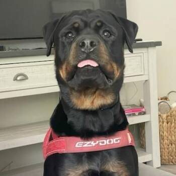 Ruby -  Rottweiler Dog for Adoption in Redmond, Washington - Ruby | PetCurious