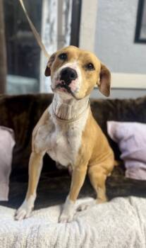 Rescue Pit Bull Terrier Dogs for Adoption in Fort Worth, Texas - Callie Lillie | PetCurious
