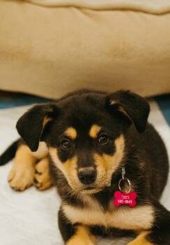 Rescue Mixed Breed Dogs for Adoption in Jackson, Wyoming - Cider | PetCurious