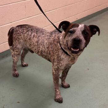 Mixed Breed Dogs Available for Adoption in Memphis, Tennessee - Kareem | PetCurious
