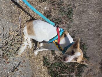 Forest -  Shepherd Dog for Adoption in Santa Clara, California - Forest | PetCurious