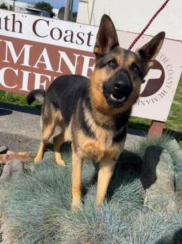 German Shepherd Dog Dogs Available for Adoption - Spud Aka Thrasher | PetCurious