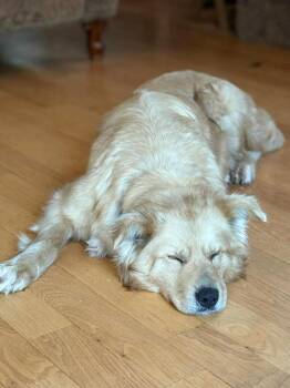 Retriever and Shepherd Dogs Available for Adoption in Calgary, Alberta - Lyric | PetCurious