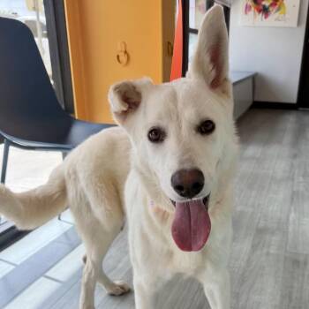 White German Shepherd Dogs Available for Adoption - Gilbert | PetCurious