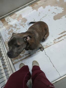 Miss Dior -  Pit Bull Terrier Dog for Adoption in Fort Worth, Texas - Miss Dior | PetCurious