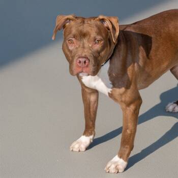 Rescue Pit Bull Terrier and Mixed Breed Dogs for Adoption in St. Louis, Missouri - PEANUT | PetCurious