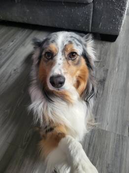 Australian Shepherd Dogs Available for Adoption - Loki The 2nd  | PetCurious