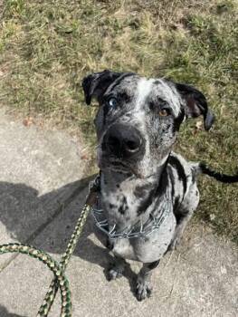 Rescue Catahoula Leopard Dog Dogs for Adoption in New York, New York - JACK | PetCurious